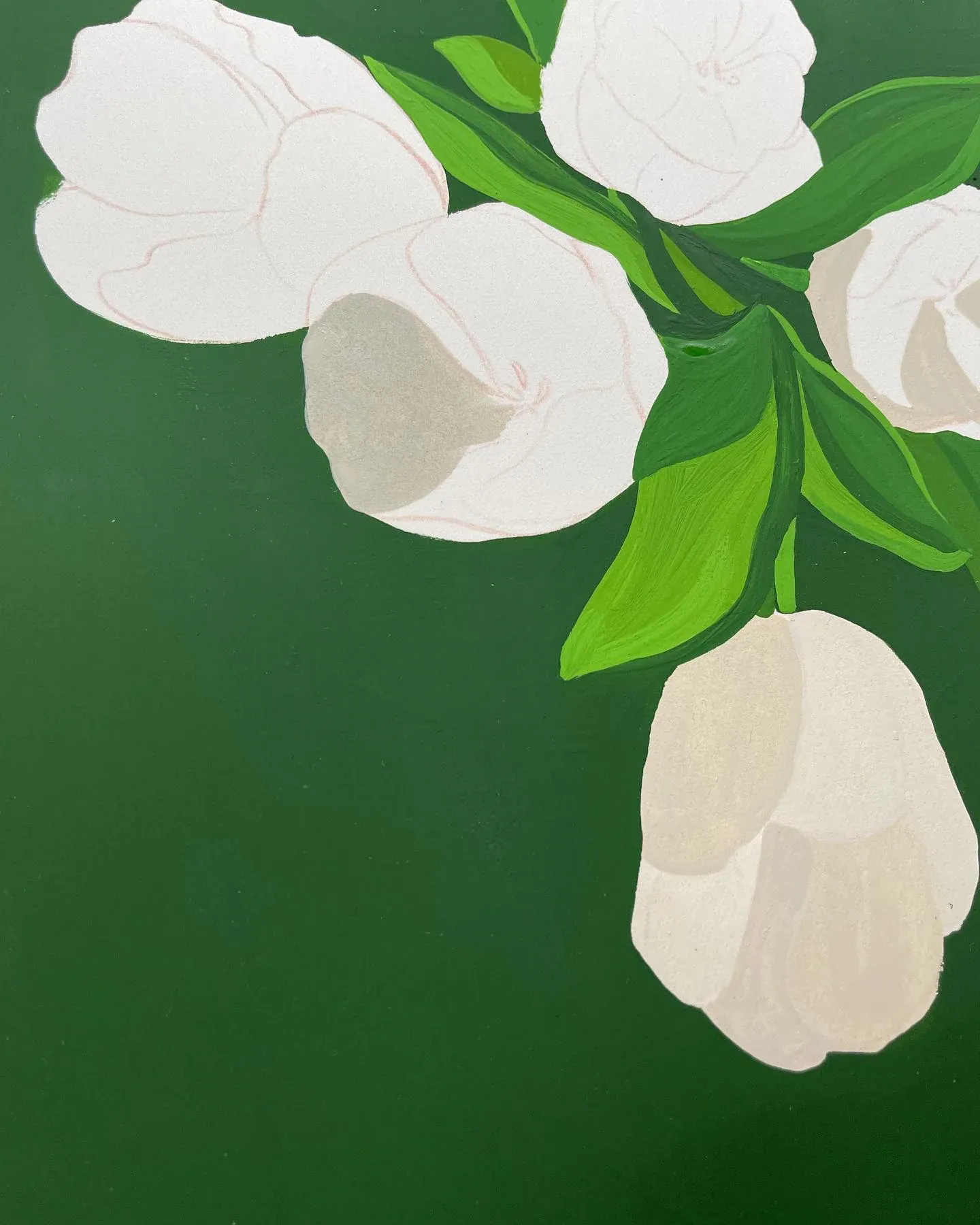 深绿色背景上的白色郁金香水粉画局部